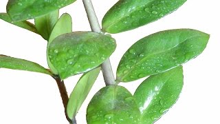 Замиокулькас. Пересадка. Популярные комнатные растения - Zamioculcas transplant