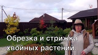 Обрезка и стрижка хвойных растений.