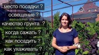 Как выбрать место для туи? Какая почва подойдет? Агротехника туи западной