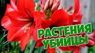 Какие цветы лучше не выращивать дома? 🌺 Растения убийцы 🌺 Будьте осторожны!