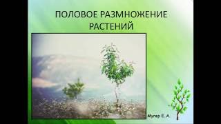 Половое размножение растений