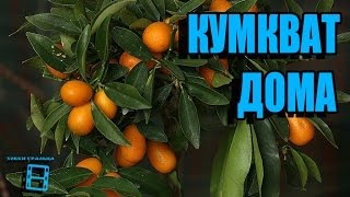 Кумкват (кинкан). #Цитрусовые