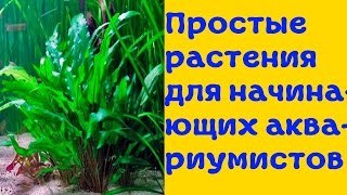 Аквариумные растения для начинающих! [#Аквариумные растения]