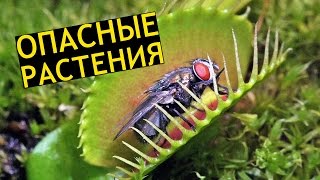 ОПАСНЫЕ РАСТЕНИЯ 🌿 7 Самых Опасных Растений На Планете! ИНТЕРЕСНОСТИ