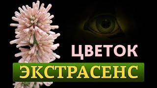 Тайная жизнь растений. Цветок экстрасенс.