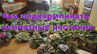 10 СОВЕТОВ ЧЕМ ПОДКАРМЛИВАТЬ КОМНАТНЫЕ РАСТЕНИЯ