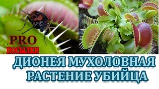 Распаковка Дионеи (Dionaea muscipula). Растение убийца.