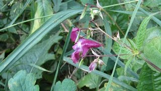 Canon PowerShot SX410 IS видео тест - 0006 [цветок "Недотрога железистая (Impatiens grandulifera)].