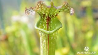 Саррацения ест насекомых - хищное растение, Sarracenia, flytrap, carnivorous plant DIONAEAS.COM