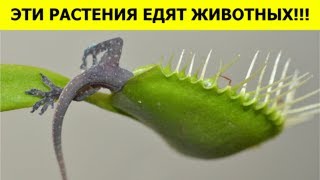 РАСТЕНИЯ, которые ЕДЯТ ЖИВОТНЫХ!!!