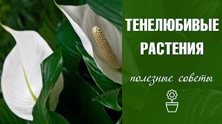 Тенелюбивые комнатные растения ☘ названия и особенности ☘ hitsadtv