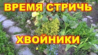 Не упустите время стрижки хвойников!!!