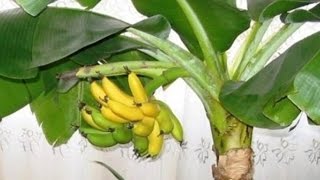Банан комнатный! Может давать до 300 плодов в год!!