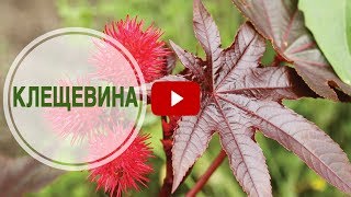 Декоративные растения для сада 🌺 Клещевина ➡ Интересные факты о растении от hitsadTV