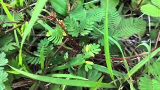 Растение-недотрога: стыдливая мимоза. о.Бохол, Филиппины