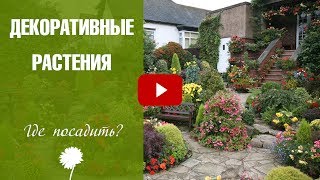 Декоративные растения ➡ Как украсить сад своими руками? 🌺 Озеленение и цветоводство с hitsadTV