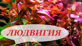 Людвигия в аквариуме, ползучая, рубин, болотная, содержание, как сажать. Аквариумные растения