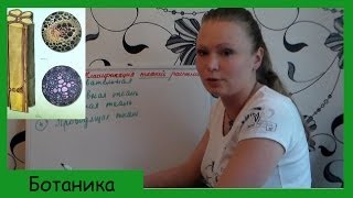 Урок биологии №7. Классификация растительных тканей.