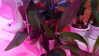 Мои дом. цветы, растут на северном подоконнике/update - indoor plants