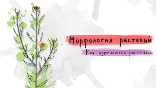 Как изменяются растения. Морфология растений - 2