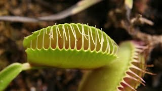 Хищное растение Дионея или Венерина мухоловка | Уход в домашних условиях | Охота на насекомых