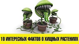 10 интересных фактов о хищных растениях