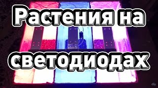 ♣ Влияние цвета спектра на рост растений. Светодиоды 60Вт. Полное видео ♣