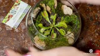 Подробная посадка венерина мухоловка - Флорариум - Charlie flytrap, Dionaea - DIONAEAS.COM