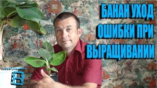 БАНАН УХОД И ОШИБКИ ПРИ ВЫРАЩИВАНИИ. ЭКЗОТИКА НА ПОДОКОННИКЕ.