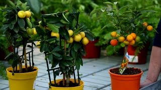 Цитрусовые растения - советы по сбору урожая