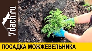 Посадка можжевельника - 7 дач