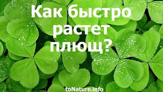 Как быстро растет плющ?