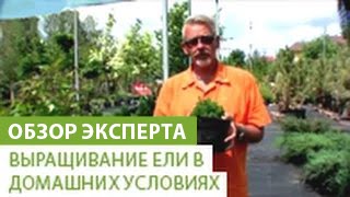 Выращивание ели в домашних условиях