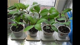 Необычные растения на подоконнике/Плюмерия/Гинго Балоба