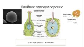 Урок №15 "Опыление. Двойное оплодотворение"