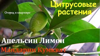 Цитрусовые растения.Апельсин.Лимон.Мандарин.Кумкват.Обзор моих субтропиков