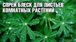 Спрей блеск для листьев комнатных растений ✿ как пользоваться.