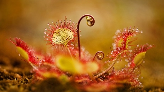 РОСЯНКА или Drosera, ПЛОТОЯДНОЕ экзотическое растение, ест насекомых ❖❖❖ Советы по уходу