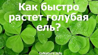 Как быстро растет голубая ель?