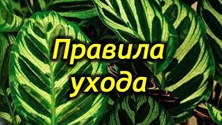 Универсальные ПРАВИЛА ухода за комнатными растениями.