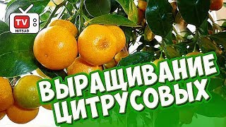 Почему у цитрусовых опадают листья? 🍊 комнатные растения в домашних условиях