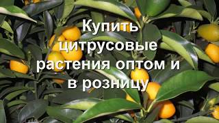 Цитрусовые растения купить в Сочи. В гостях у Хозяюшки на Семейной плантации