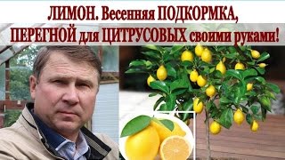 ЛИМОН на подоконнике. Весенняя ПОДКОРМКА, ПЕРЕГНОЙ для ЦИТРУСОВЫХ своими руками!