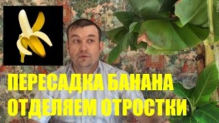 Пересадка комнатного банана. Как отделить отростки (детки) от банана?