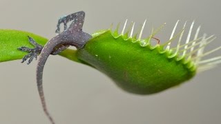 Венерина мухоловка - хищное растение поедающее насекомых