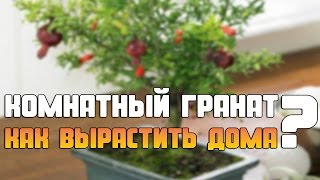 Комнатный гранат. Как вырастить дома?