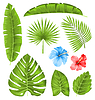Набор тропических листьев, сбор растений | Векторный клипарт