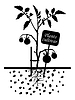 Растения томатов с этикеткой сорта | Векторный клипарт