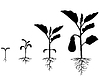 Набор силуэты баклажанов растений | Векторный клипарт