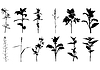Набор силуэт летние Herbals растения | Векторный клипарт